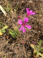 Pelargonium rodneyanum