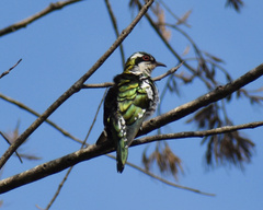 Chrysococcyx caprius