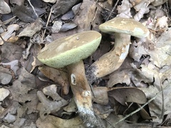 Boletus variipes