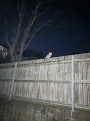 Podargus strigoides strigoides