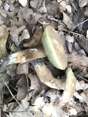 Boletus variipes