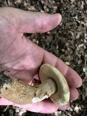 Boletus variipes