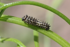 Papilio machaon ladakensis