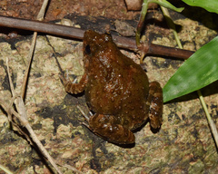 Phrynobatrachus natalensis