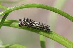 Papilio machaon ladakensis