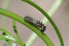 Papilio machaon ladakensis