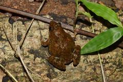 Phrynobatrachus natalensis