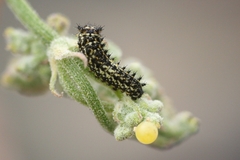 Papilio machaon ladakensis