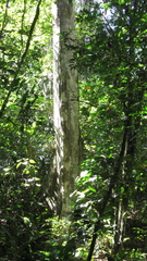 Sterculia apetala
