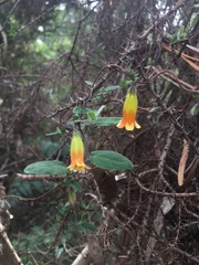 Marianthus bignoniaceus