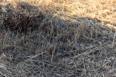 Lepus granatensis