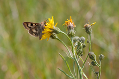 Heliothis viriplaca