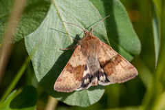 Heliothis viriplaca