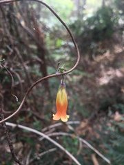 Marianthus bignoniaceus