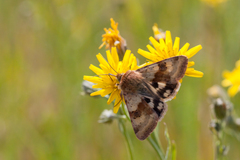Heliothis viriplaca