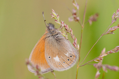 Coenonympha glycerion