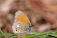 Coenonympha glycerion