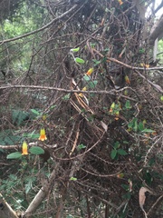 Marianthus bignoniaceus