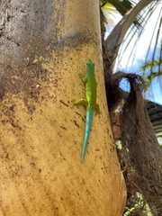 Phelsuma andamanensis