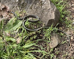 Thamnophis sirtalis concinnus
