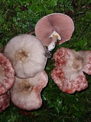 Agaricus moelleri