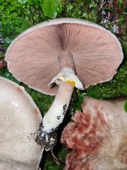 Agaricus moelleri