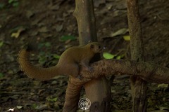 Callosciurus caniceps