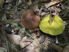 Aureoboletus auriporus