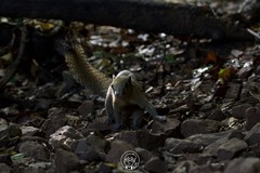 Callosciurus caniceps