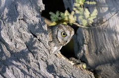 Otus scops