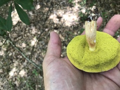 Aureoboletus auriporus