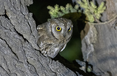 Otus scops