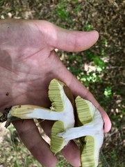 Aureoboletus auriporus
