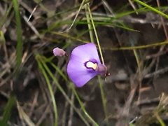 Utricularia dichotoma