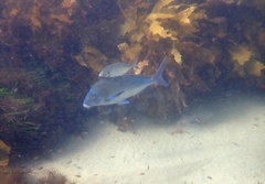 Nemadactylus douglasii