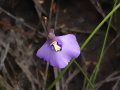 Utricularia dichotoma