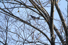 Hypsipetes amaurotis