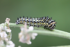Papilio machaon ladakensis