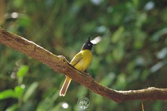 Rubigula flaviventris