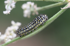 Papilio machaon ladakensis