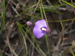 Utricularia dichotoma