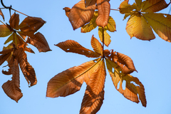 Aesculus turbinata