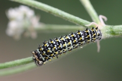 Papilio machaon ladakensis