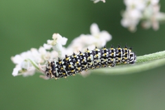 Papilio machaon ladakensis