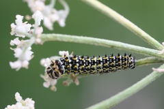 Papilio machaon ladakensis
