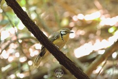 Pterorhinus pectoralis