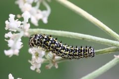 Papilio machaon ladakensis