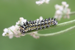 Papilio machaon ladakensis