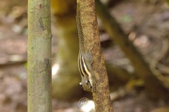 Tamiops mcclellandii