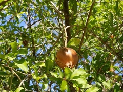 Punica